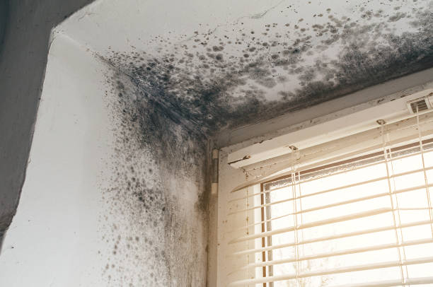 Affordable Mold Cleanup solutions in Levittown, NY